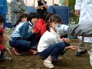 サクラの根