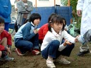 サクラの根を触る