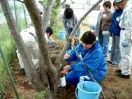 石油社員による切口の保護